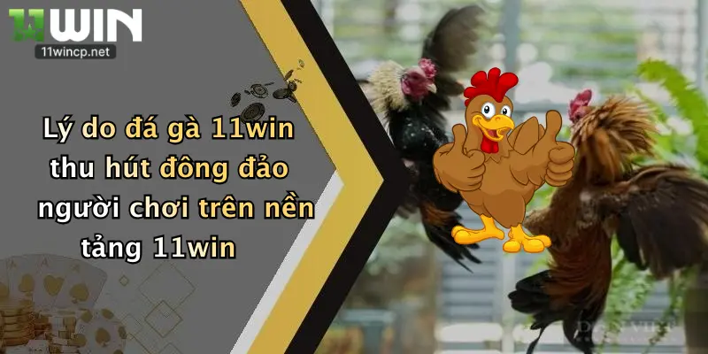 Lý do đá gà 11win thu hút đông đảo người chơi trên nền tảng 11win