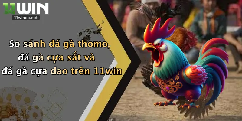 So sánh đá gà thomo, đá gà cựa sắt và đá gà cựa dao trên 11win